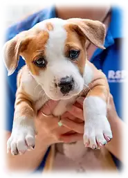 PET FRIENDLY COMPANY